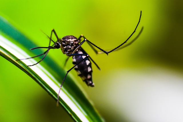 DENGUE: Novo período sazonal da doença inicia com 188 casos e nenhum óbito