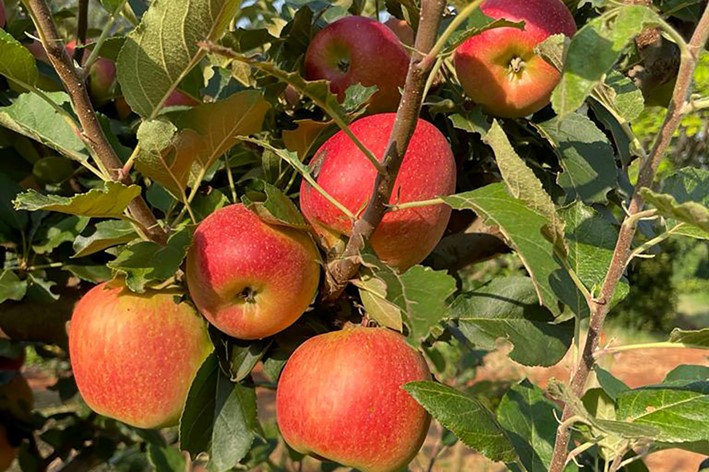 CONJUNTURA AGROPECUÁRIA: Produtores de São Jerônimo da Serra dão início à colheita de maçãs no Paraná