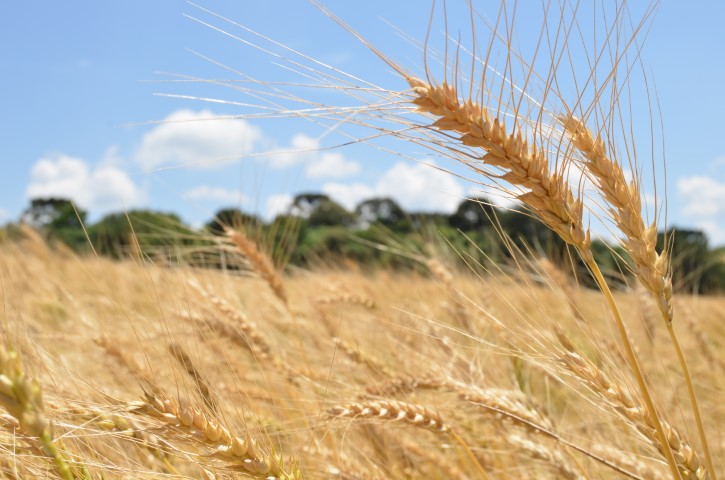 TRIGO: Conab realiza quarta rodada de leilões de apoio à comercialização do cereal