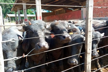 CONJUNTURA AGROPECUÁRIA: Produção de búfalos contribuiu com R$ 39,7 milhões para o VBP do Paraná em 2022
