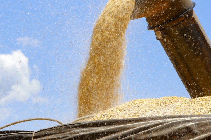PREVISÃO: Paraná pode superar a produção recorde de milho na segunda safra de 2023/24