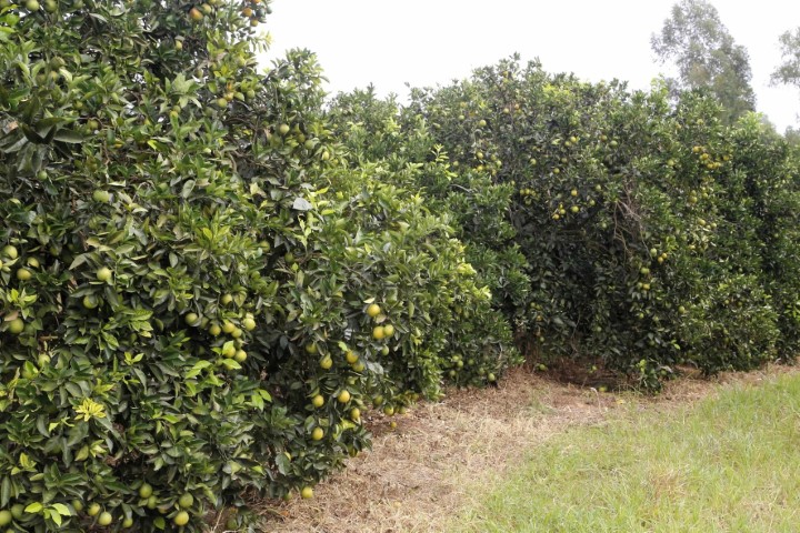 GREENING: Paraná decreta emergência fitossanitária para combater doença dos citros