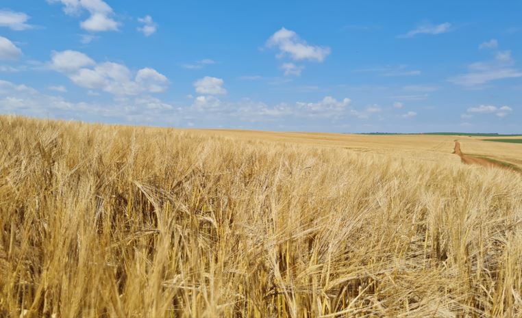 ZARC: Cereais de inverno têm Zoneamento Agrícola de Risco Climático publicado para o ano-safra 2023/2024