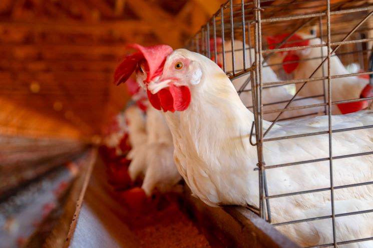 SANIDADE: Secretários da Agricultura pedem ao Ministério rigor nas regras contra influenza aviária