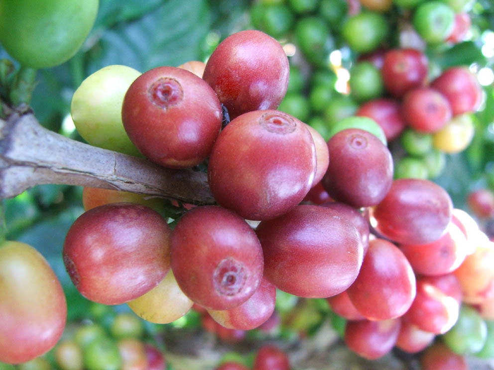 CONAB: Clima mais favorável e bienalidade positiva apontam produção estimada em 58,08 milhões de sacas de café