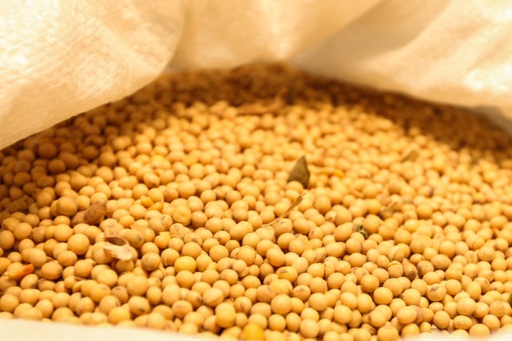 GRÃOS: Colheita atípica de soja em janeiro levou a aumento de 282% nas exportações do Paraná