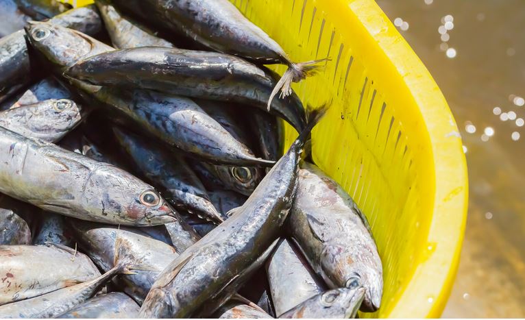 COMÉRCIO EXTERIOR: África do Sul abre mercado para pescados
