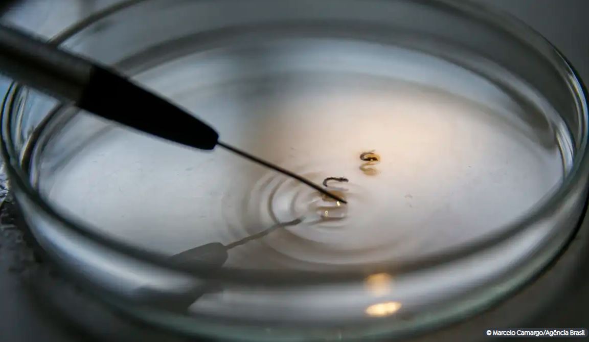 DENGUE: Brasil supera 1 mil mortes pela doença este ano