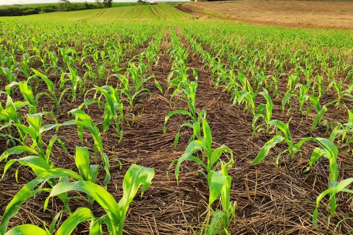 AGRO: Lavouras de milho avançam com bom desenvolvimento nas áreas de atuação da Cocari