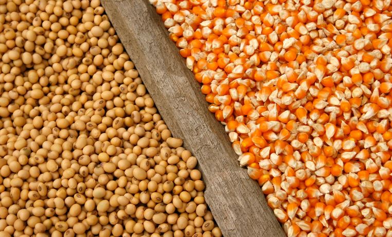 ESCOAMENTO: Portos do Arco Norte representam 31,6% das exportações de milho e soja, em março