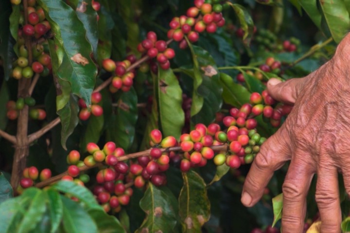 AGRO: Cocari celebra o Dia Mundial do Café com homenagem à história das famílias cafeicultoras