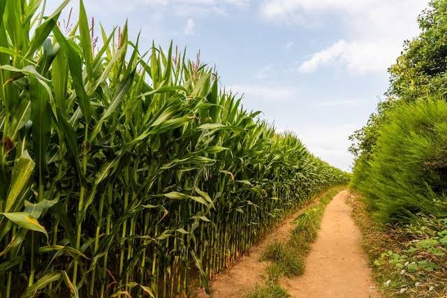 AGRO: Chuvas estabilizam produtividade de milho nas regiões da Cocamar no PR