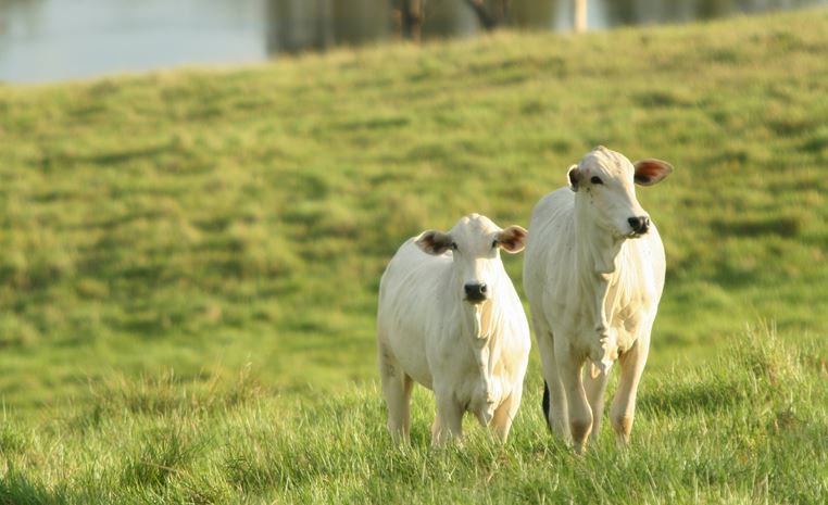 NORMATIVA: Mapa publica portaria para o processamento de produtos de origem animal de acordo com preceitos religiosos