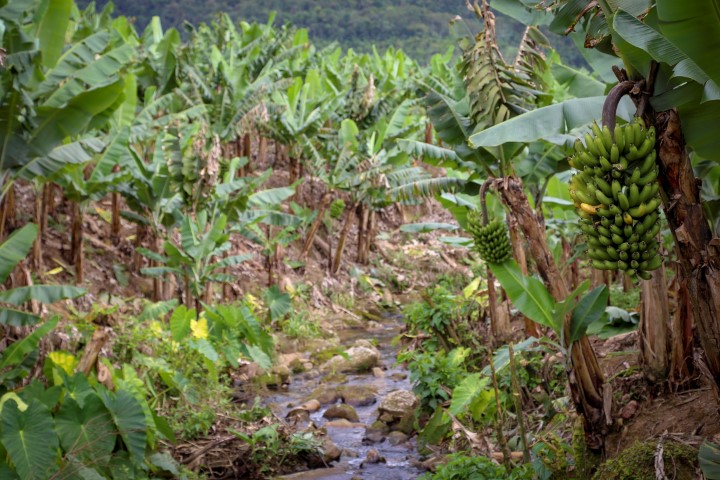 PLANO ABC+: Estados do Sul debatem formas de reduzir emissão de gases de efeito estufa na agricultura