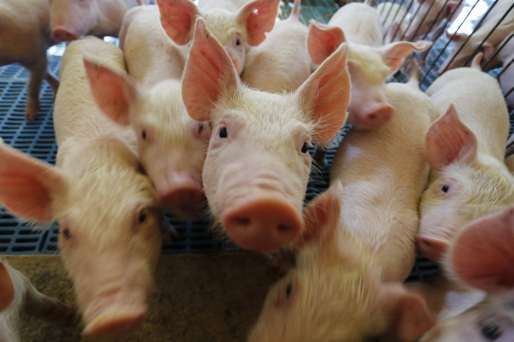 CONJUNTURA AGROPECUÁRIA: Suinocultura do Paraná tem predominância dos modelos integrado e cooperado