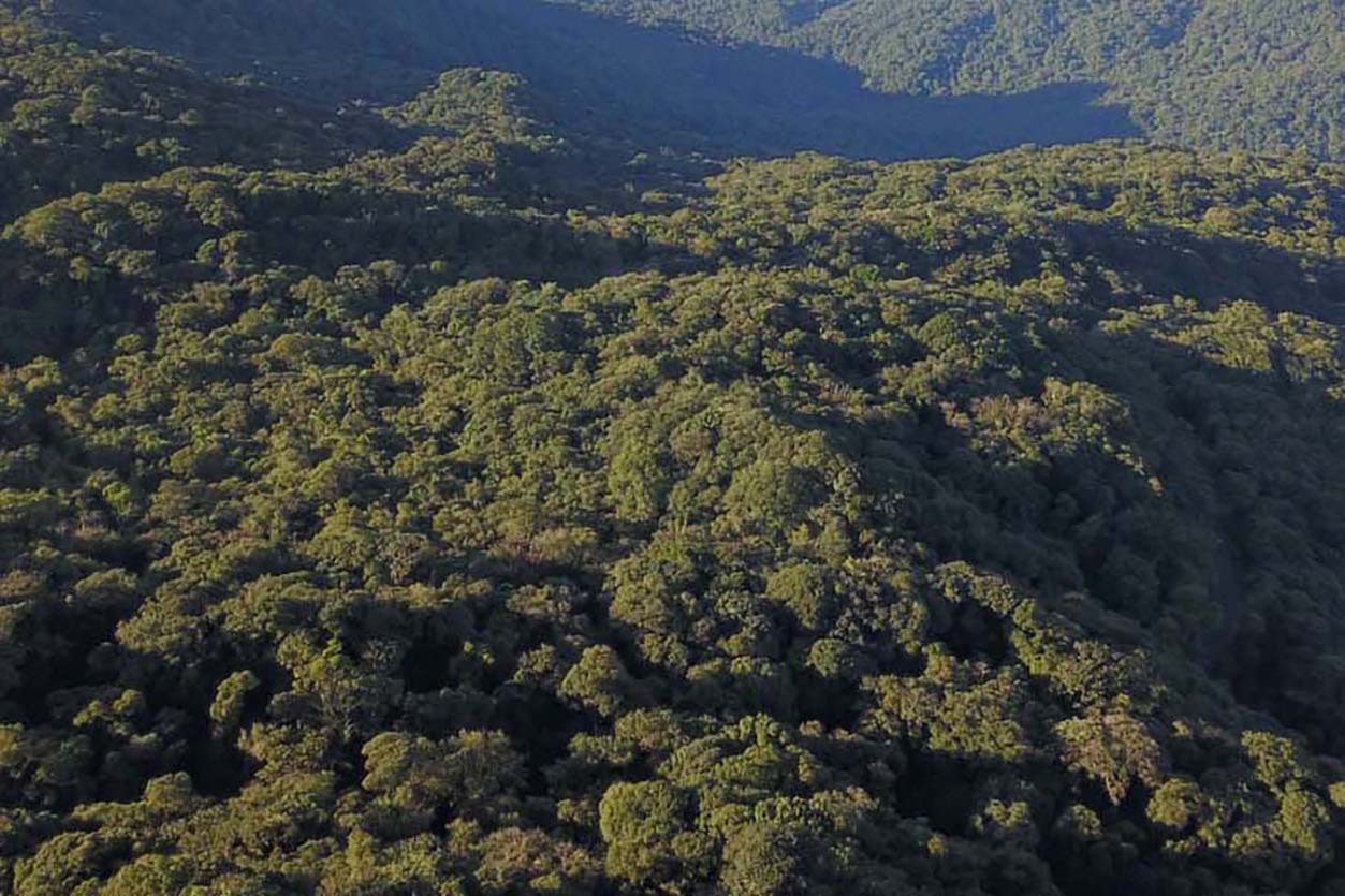 DESENVOLVIMENTO SUSTENTÁVEL: Paraná reduz desmatamento ilegal em 70,7%, melhor índice do País, aponta MapBiomas