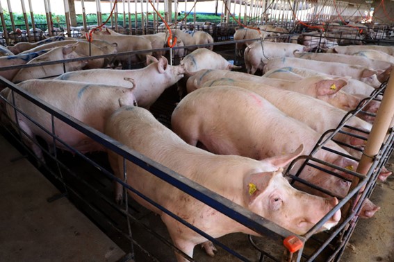 DESENVOLVIMENTO SUSTENTÁVEL: IAT apresenta ao setor produtivo adequações na regulamentação da suinocultura no Paraná