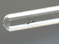 Mosquito dengue