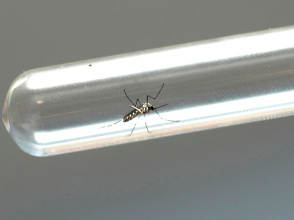 dengue 06 03 2025