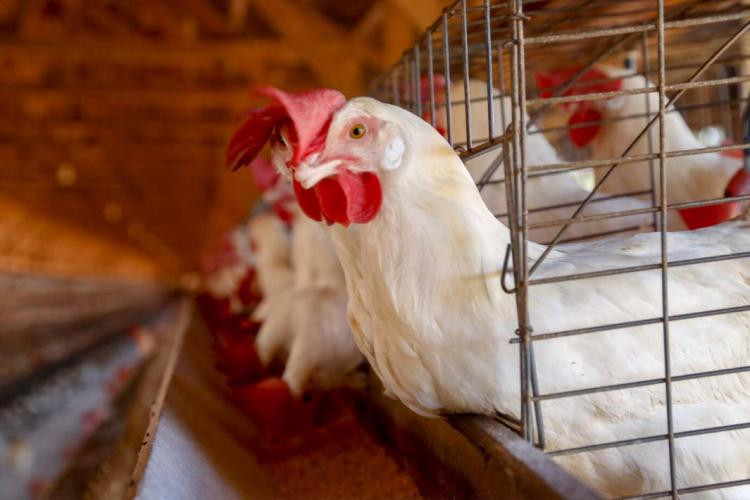 Estado apresenta a lideranças qualidade sanitária para evitar a chegada da gripe aviária