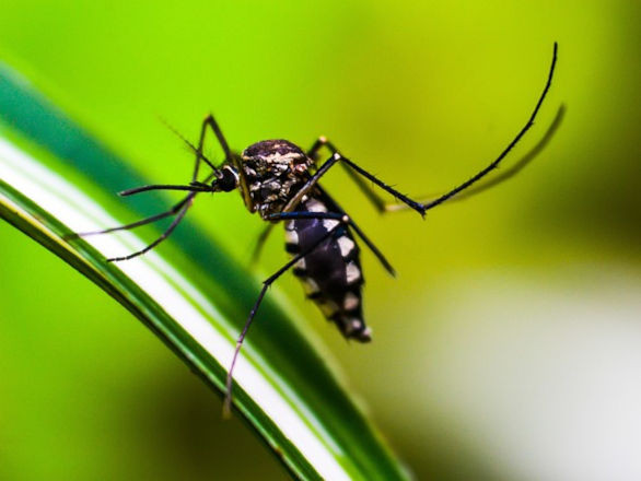 dengue 28 05 2025
