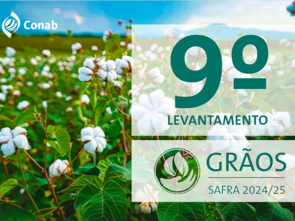 Com alta de 13%, produção de grãos é estimada em 336,1 milhões de toneladas na safra 2024/25