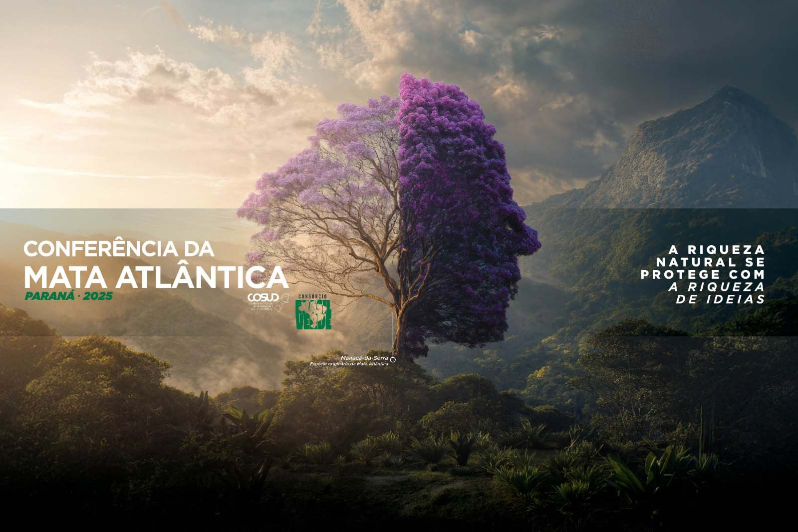 mata atlantica 12 08 2025