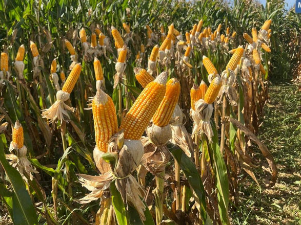 Em Nova Andradina (MS), Cocamar registra a melhor safra de milho de inverno
