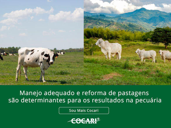 Manejo adequado e reforma de pastagens são determinantes para os resultados na pecuária