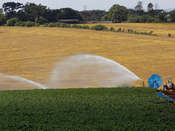 Produtores paranaenses iniciam plantio da safra de verão pelo milho e batata