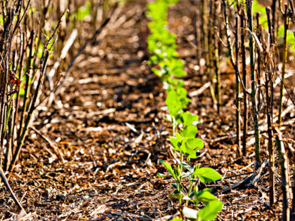 Abertas inscrições para Congresso Paranaense de Agricultura de Baixa Emissão de Carbono