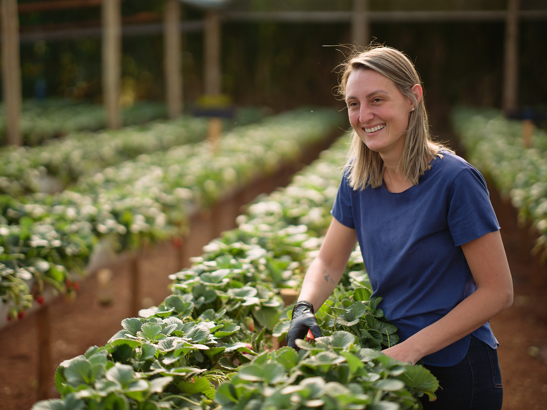 cresol II 19 11 2025