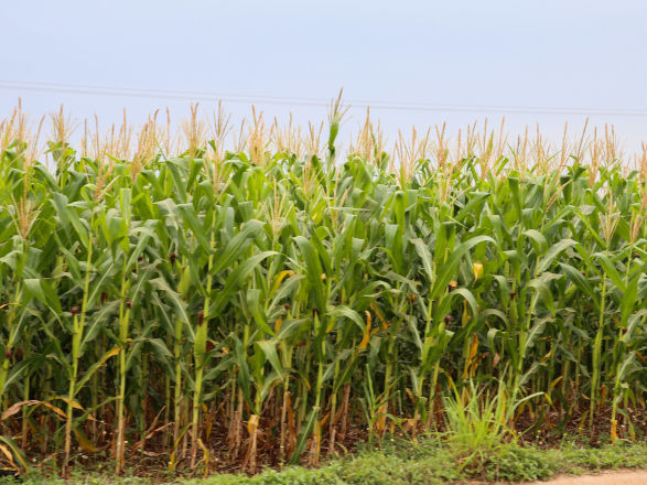 exportacoes pr 25 11 2025