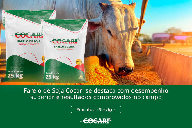 cocari II 16 12 2025