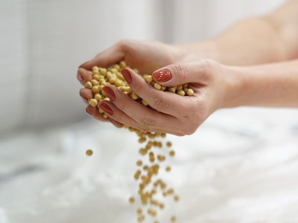 Frísia e Castrolanda iniciam intercooperação estratégica no setor de sementes