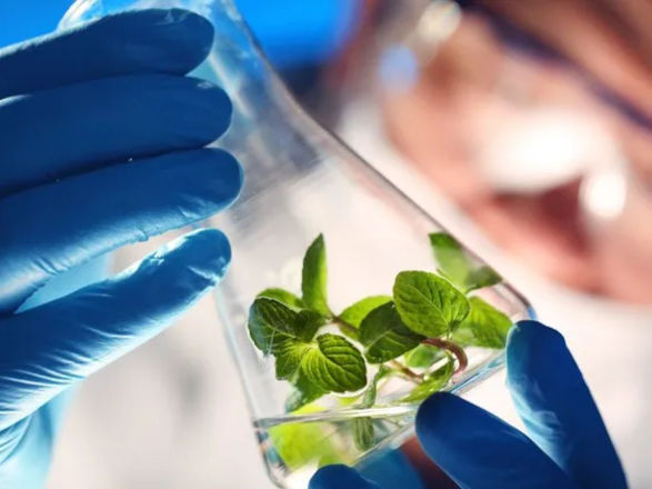 coopavel II 22 01 2026