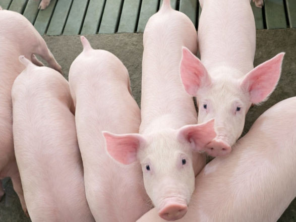 coopavel I 23 01 2026