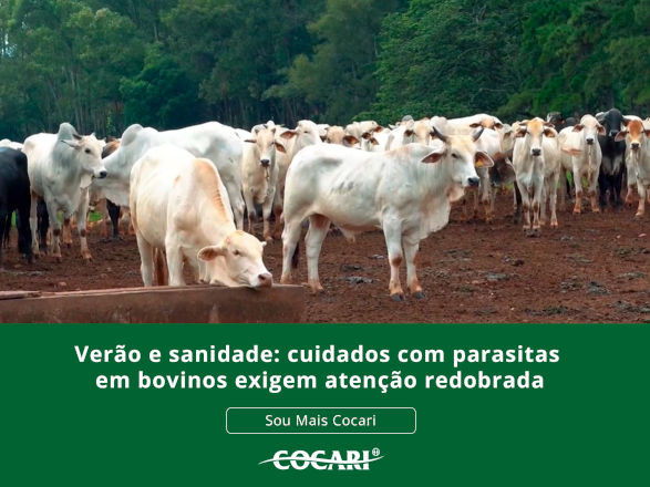 cocari II 19 02 2026