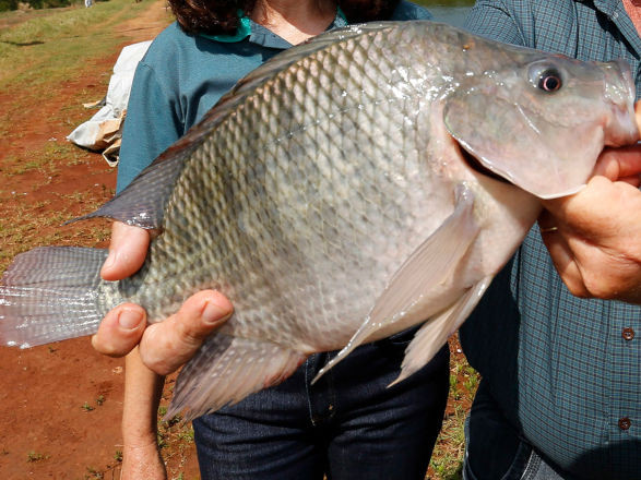 tilapia 26 02 2026