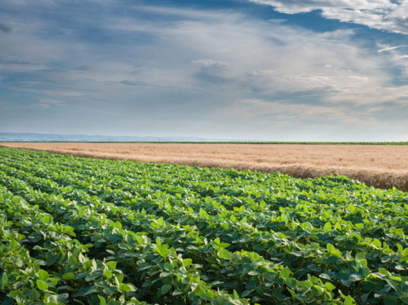 LCAs seguem como a maior fonte de recursos direcionados ao financiamento privado do agronegócio
