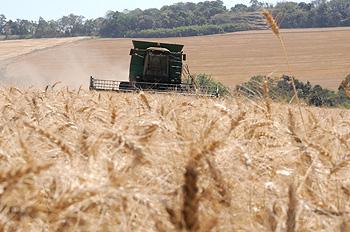 TRIGO: Mercado é discutido em Brasília 